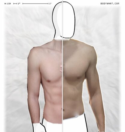 Torso Comparison