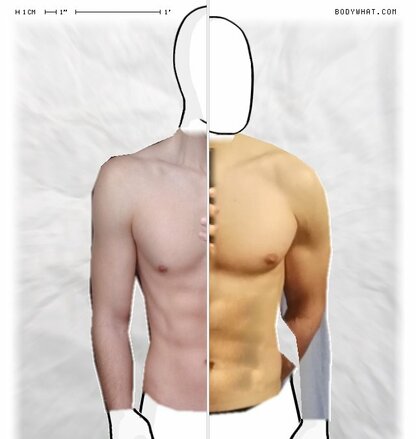 Torso Comparison