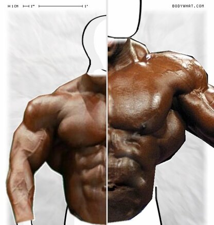 Torso Comparison