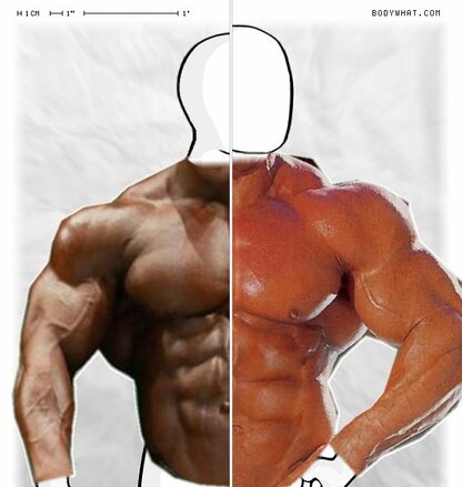 Torso Comparison