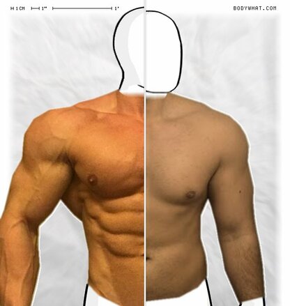 Torso Comparison