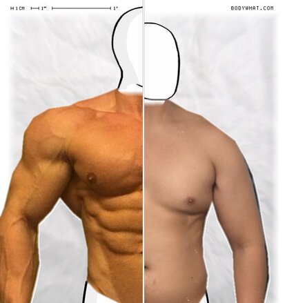 Torso Comparison