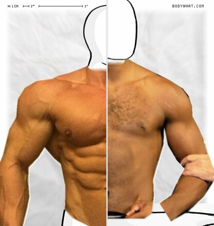 Torso Comparison