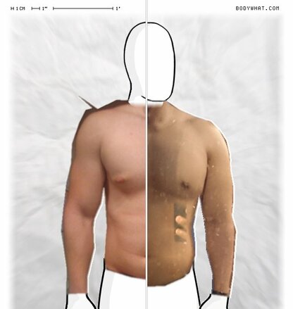 Torso Comparison