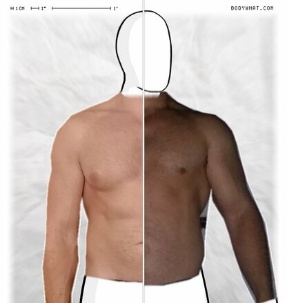 Torso Comparison