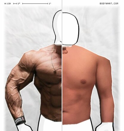 Torso Comparison