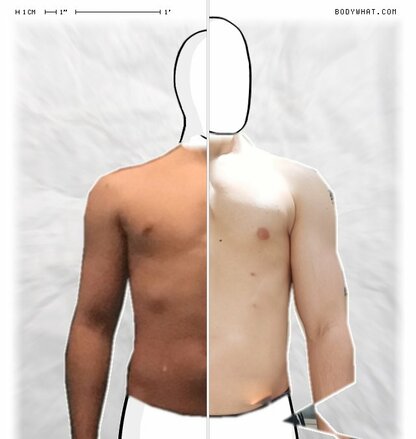 Torso Comparison