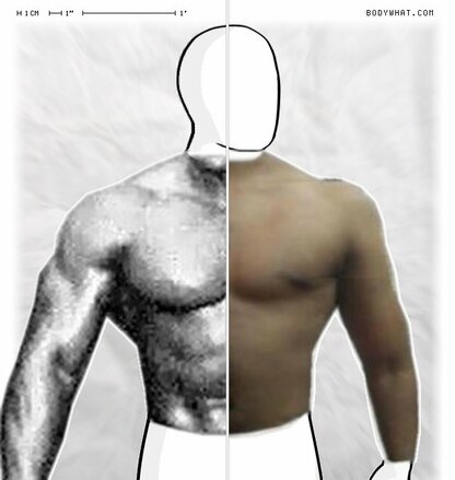 Torso Comparison