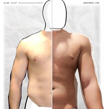 Torso Comparison