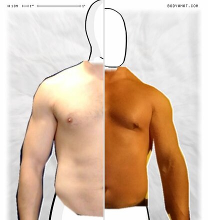 Torso Comparison