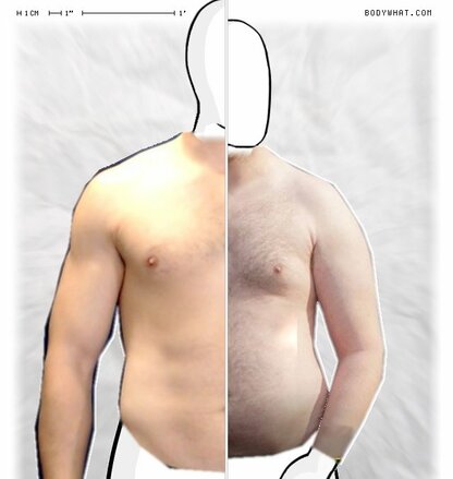 Torso Comparison