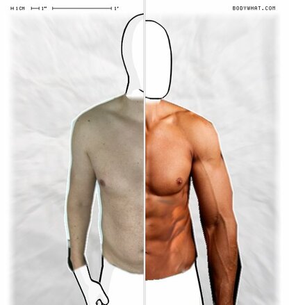 Torso Comparison