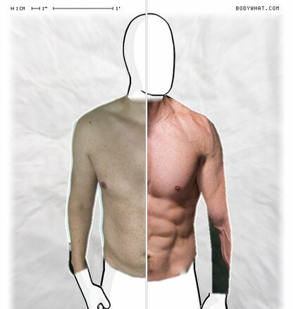 Torso Comparison