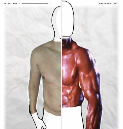Torso Comparison