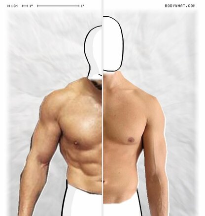 Torso Comparison