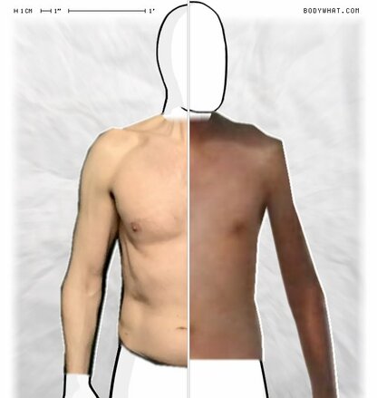 Torso Comparison