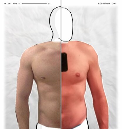 Torso Comparison