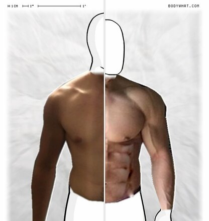 Torso Comparison