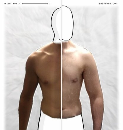 Torso Comparison