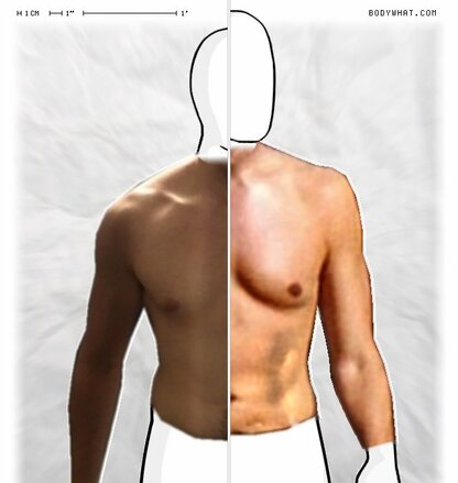 Torso Comparison