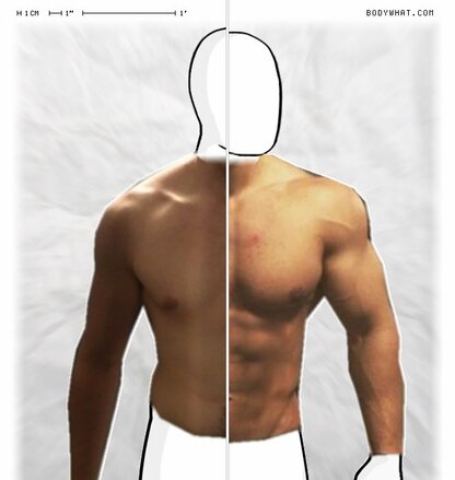 Torso Comparison