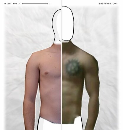 Torso Comparison