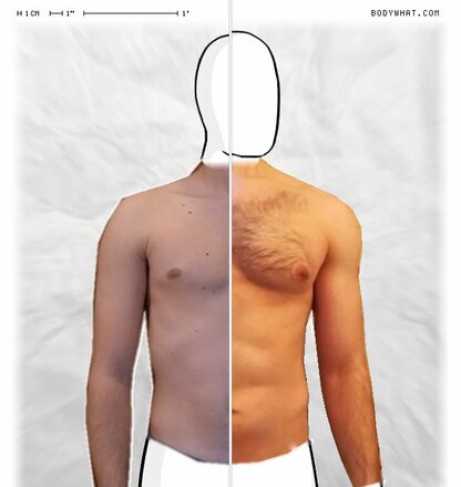 Torso Comparison