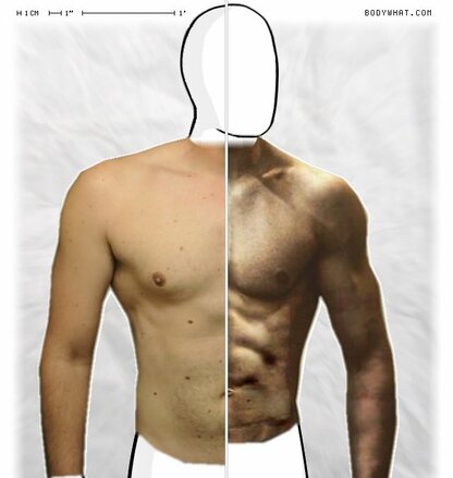 Torso Comparison