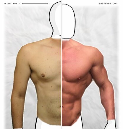 Torso Comparison