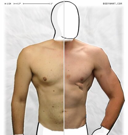 Torso Comparison