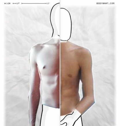 Torso Comparison