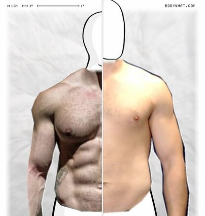 Torso Comparison