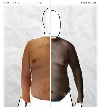 Torso Comparison