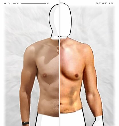 Torso Comparison