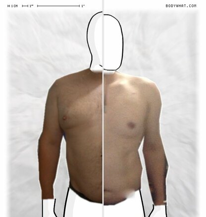 Torso Comparison