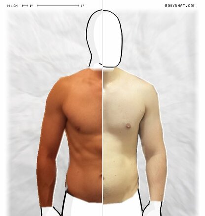 Torso Comparison