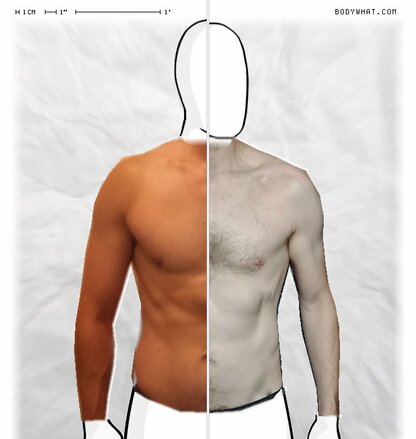 Torso Comparison