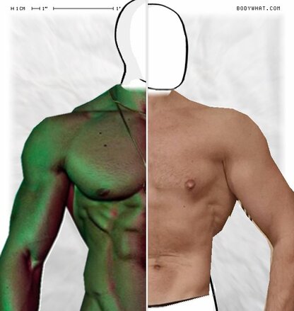 Torso Comparison