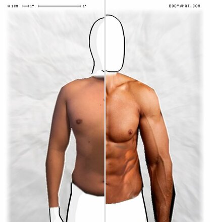 Torso Comparison