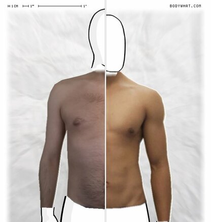 Torso Comparison