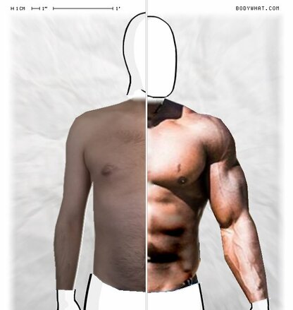 Torso Comparison