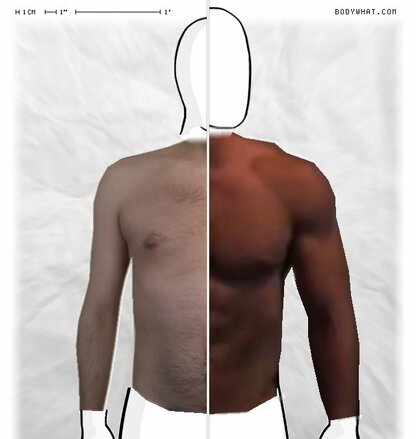 Torso Comparison