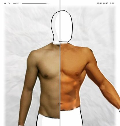 Torso Comparison