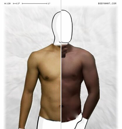 Torso Comparison