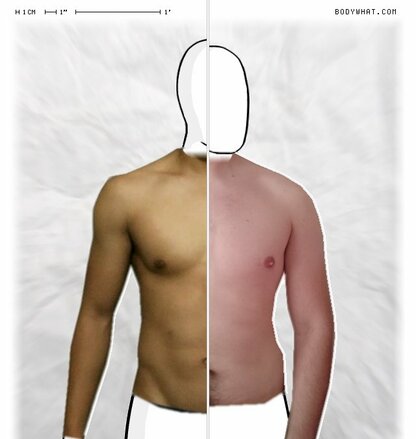 Torso Comparison