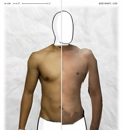 Torso Comparison