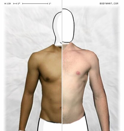 Torso Comparison