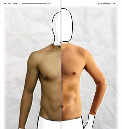 Torso Comparison