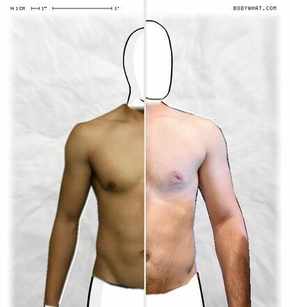 Torso Comparison