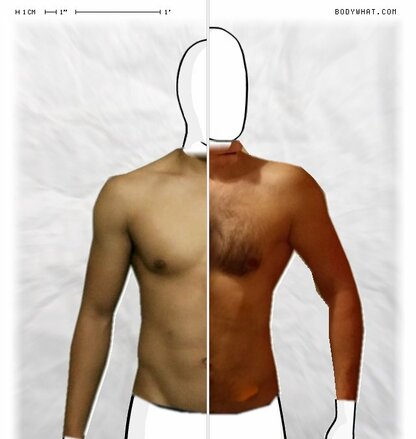 Torso Comparison